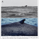 Isabella in the Galapagos in 1998, at top, and in the Gulf of Corcovado in 2006.